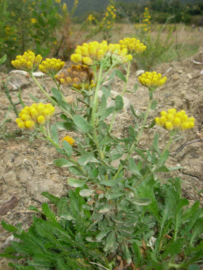 Achillea ageratum L. / Millefoglio agerato